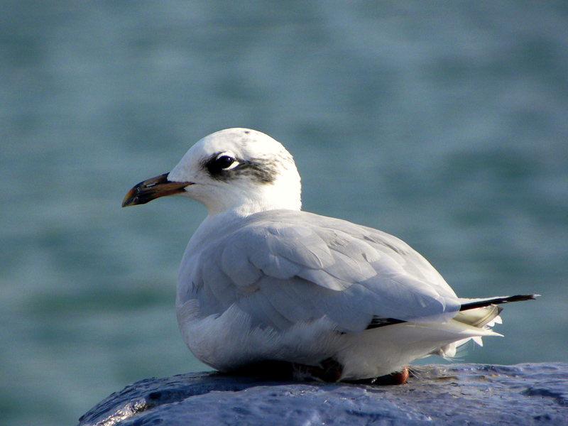 Gabbiano corallino 2 anno